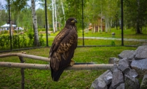 Орел
